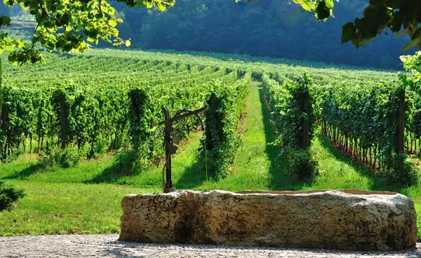 Weinberg im Trentino