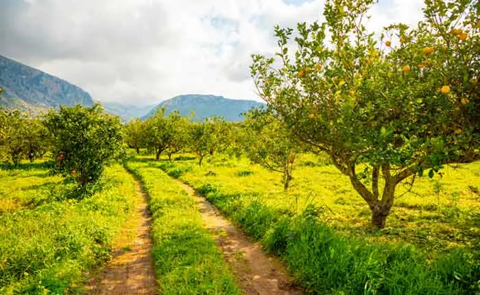 Blühender Zitronenbaum kurz vor der Ernte Blühender Zitronenbaum kurz vor der Ernte