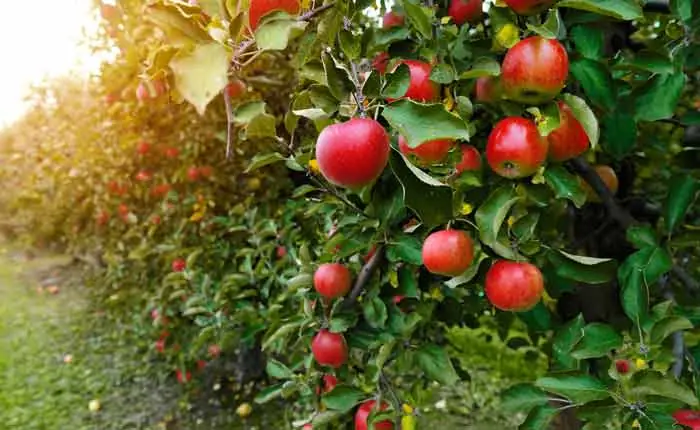 Apfelbaum voll mit reifen Äpfeln Apfelbaum voll mit reifen Äpfeln