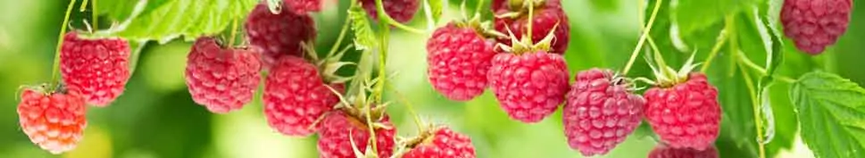 Beste Himbeeren sorgen für einen wohlschmeckenden Himbeergeist Beste Himbeeren sorgen für einen wohlschmeckenden Himbeergeist