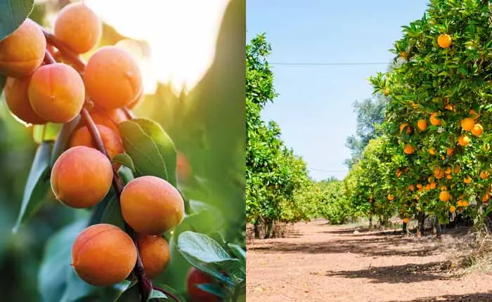 Sonnenverwöhnte Marillen am Baum Sonnenverwöhnte Marillen am Baum