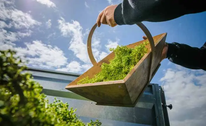 nur beste Botanicals kommen in G'Vine nur beste Botanicals kommen in G'Vine