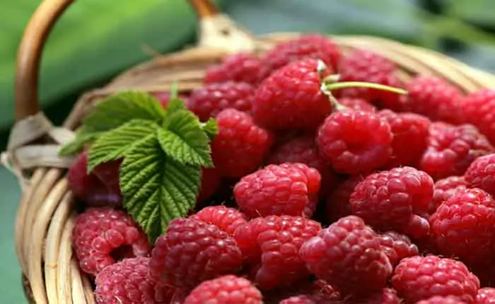 Frisch gepflückte Wald-Himbeeren Frisch gepflückte Wald-Himbeeren