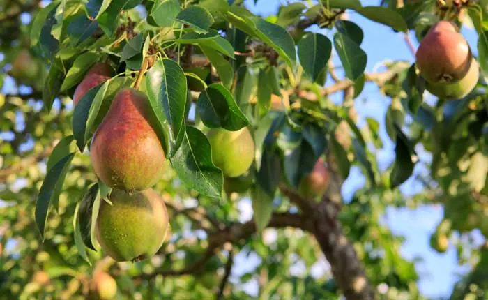 Regionale Streuobstwiesen tragen zum Geschmack des Obstschnapses bei Regionale Streuobstwiesen tragen zum Geschmack des Obstschnapses bei