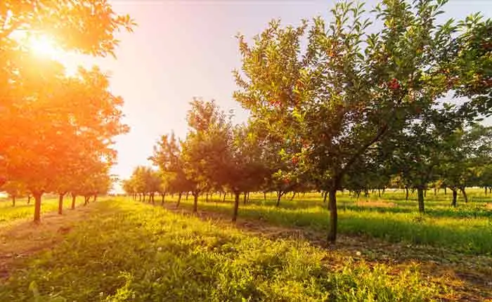 Kirschbaum mit saftig reifen Kirschen Kirschbaum mit saftig reifen Kirschen