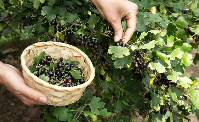 Cassis ist die schwarze Johannisbeere und ist die beliebteste Sorte Cassis ist die schwarze Johannisbeere und ist die beliebteste Sorte