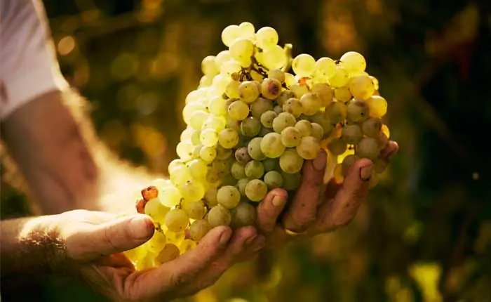 Martini besteht immer aus Wein Martini besteht immer aus Wein