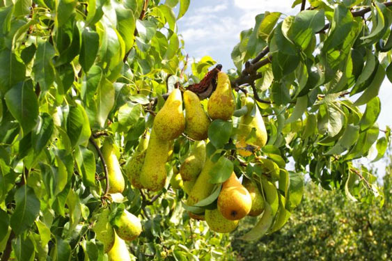 Die Williams-Christ-Birne stellt sich vor: eine fruchtige Basis für hochwertigen Schnaps 